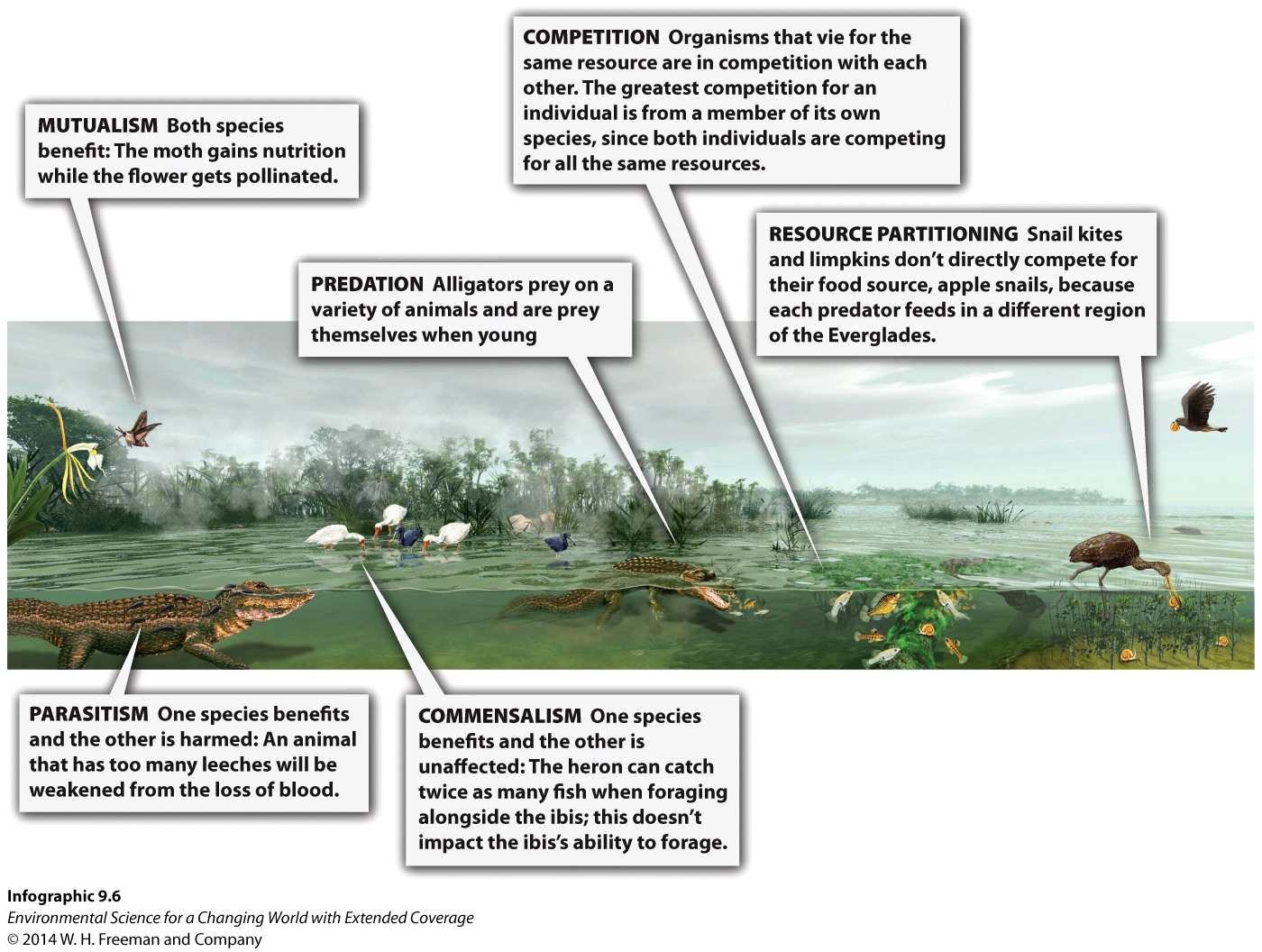 Infographic 9.6: Species Interactions