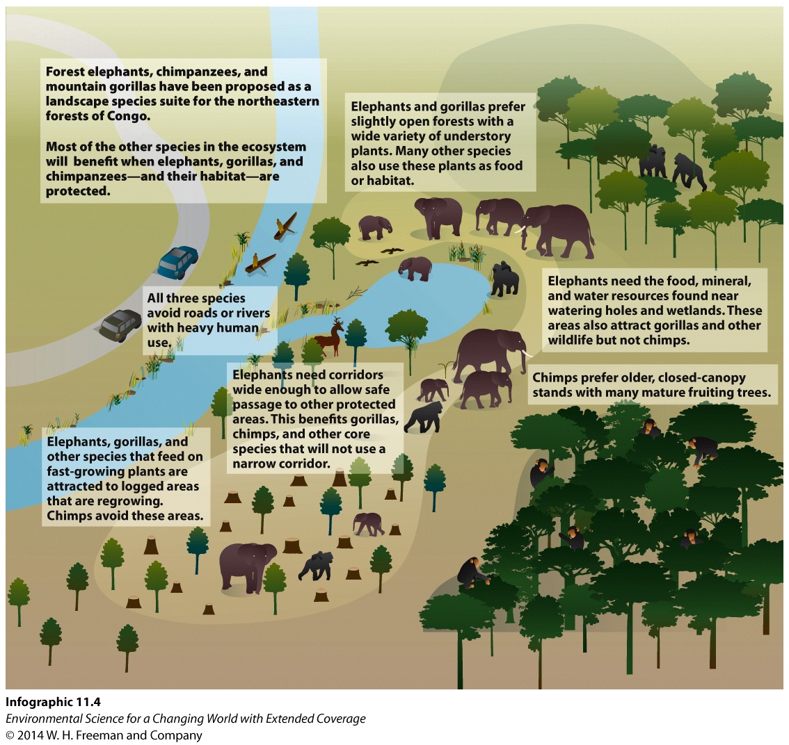 Infographic 11.4: Species Conservation: An Ecosystem Approach
