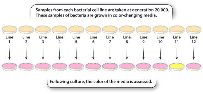 Bacteria grown in color-changing media