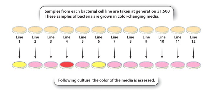 Bacteria grown in color changing media