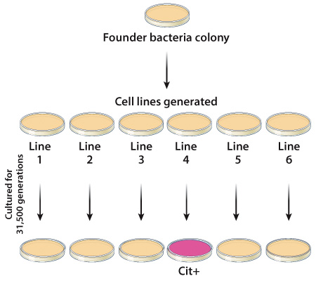 Graphic showing cells acquiring cit+ after 31,500 generations