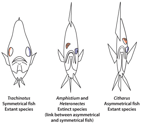 Graphic showing progression of eyes moving to one side of the fish's head