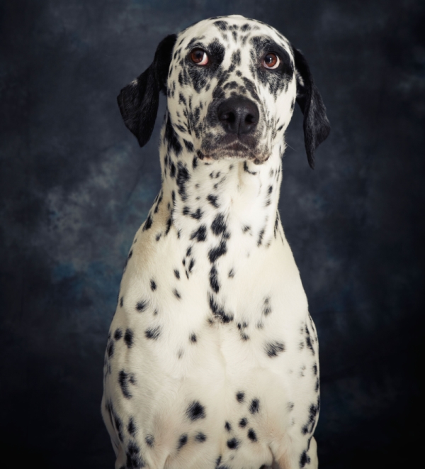 This is a photo of a dog, probably relating to Internet search results on anxiety. 