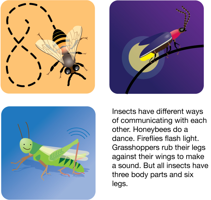 Three illustrations of insects has text that reads “Insects have different ways of communicating with each other. Honeybees do a dance. Fireflies flash light. Grasshoppers rub their legs against their wings to make a sound. But all insects have three body parts and six legs.” 