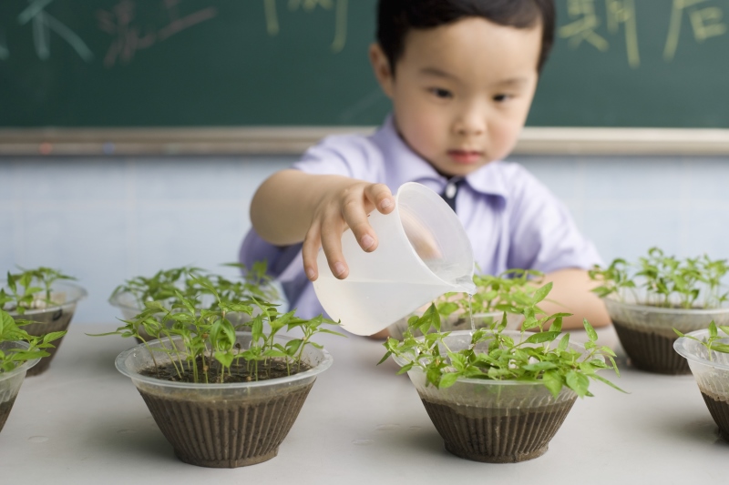 A kindergarten student waters plants as part of science project in an undecorated classroom. 