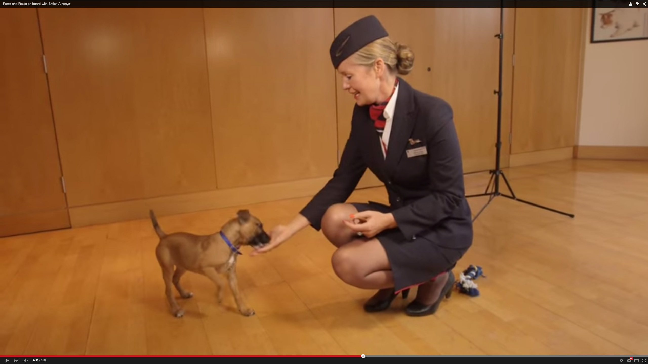 Photo shows an airhostess playing with a dog, which may be a stress-relieving act for people who are flying. 