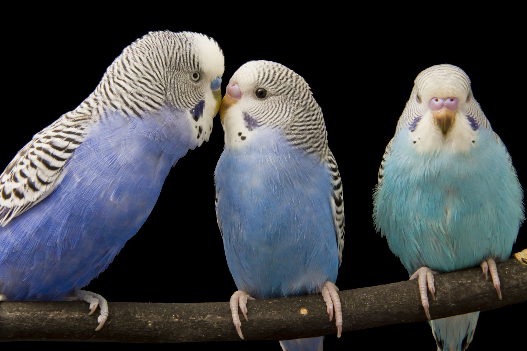 Photo shows three birds perching on a tree branch in a zoo, which signifies the stress-coping methods used in flights to relieve stress in passengers. 