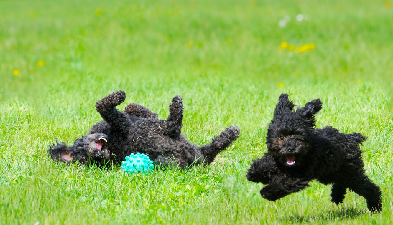 Photo shows two dogs playing on grass, which probably indicates that silent videos on a flight are useful in relieving stress in passengers.