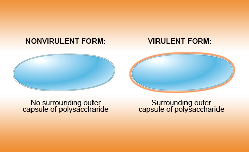 nonvirulent and virulent polysaccharide differences