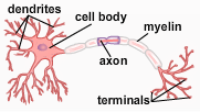 The figure shows the scheme of neuron. It consists of a cell body, short dendrites, long axon with terminals. The axon is covered with myelin.