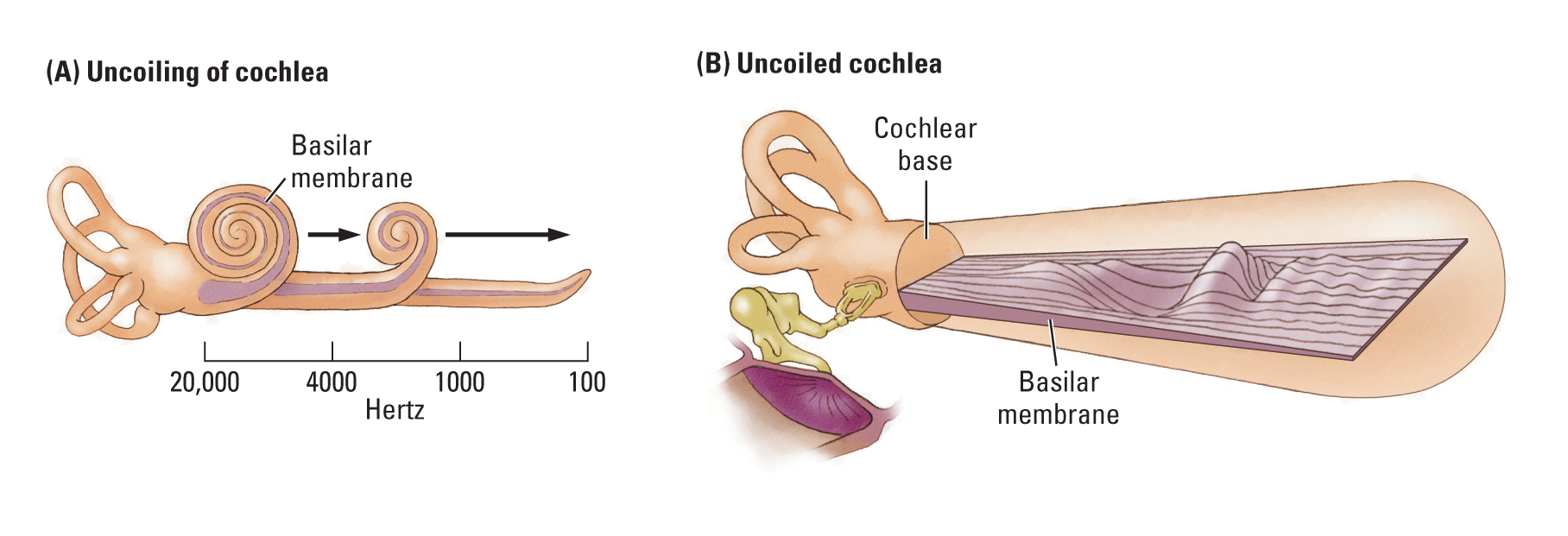 Structure of uncoiled cochlea.