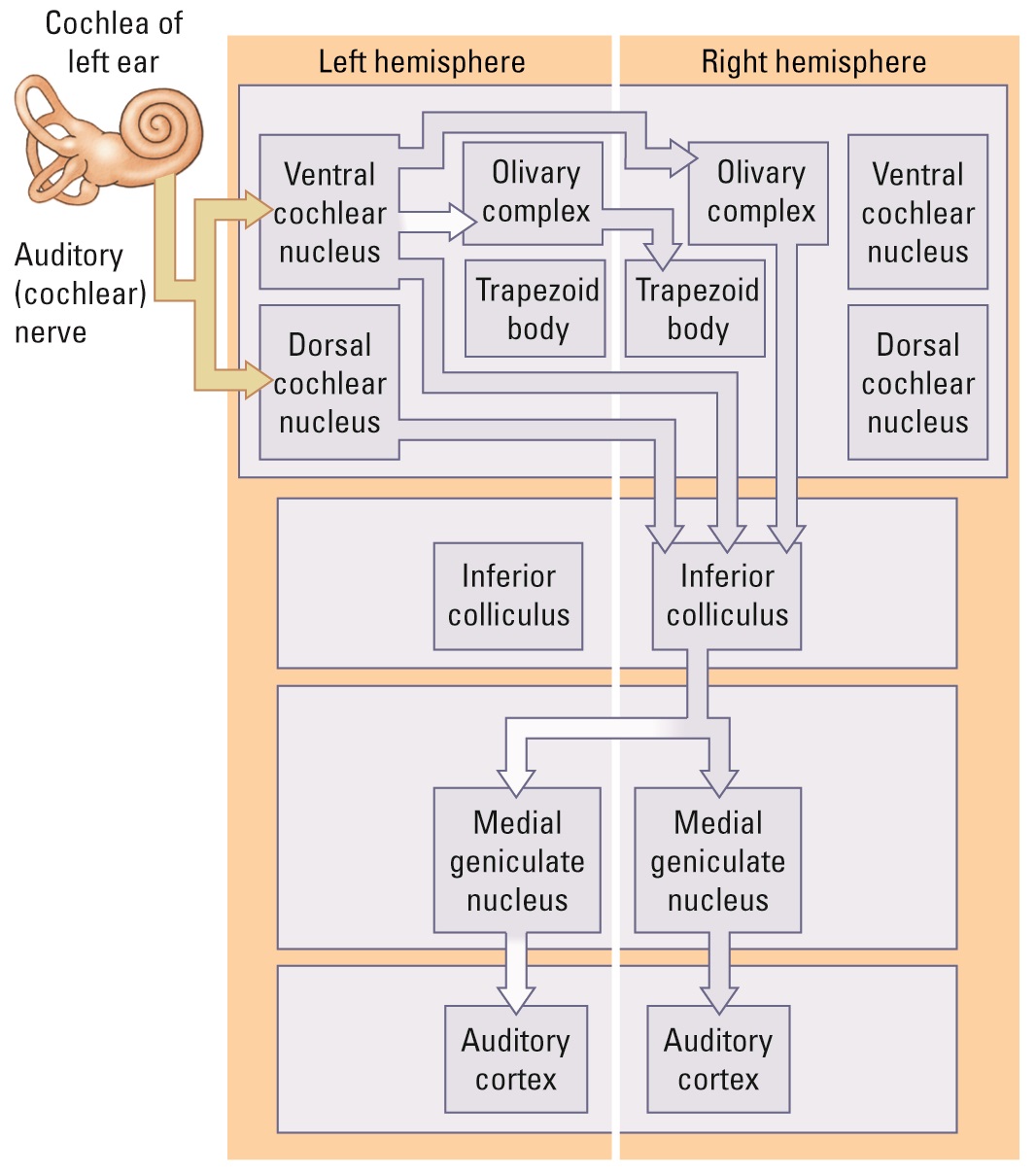 Scheme showing way of auditory information from the ear to the brain.
