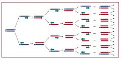 Thumbnail image of PCR diagram