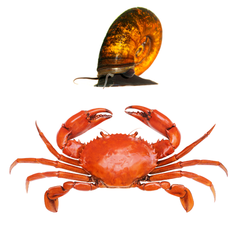 Snail and Crab