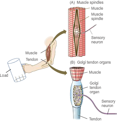 Muscle sensory receptors