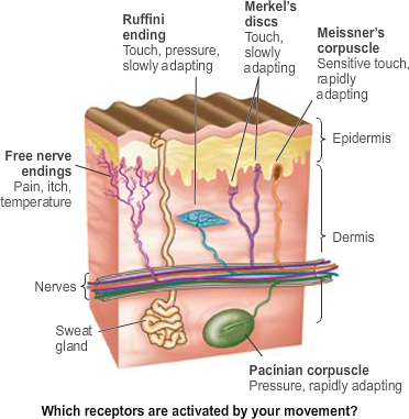 Skin sensory receptors