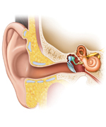 Mechanoreceptors - ear