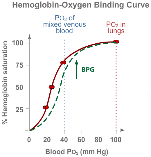 Hemoglobin Binding - BPG
