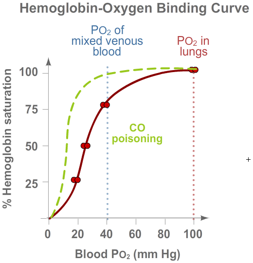 Hemoglobin Binding - CO