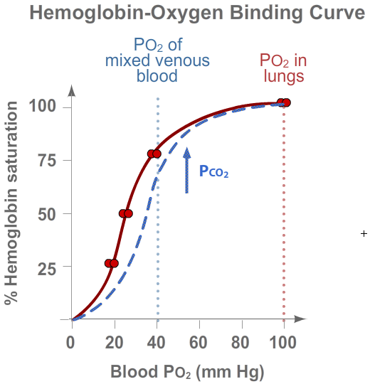 Hemoglobin Binding - CO<sub>2</sub>
