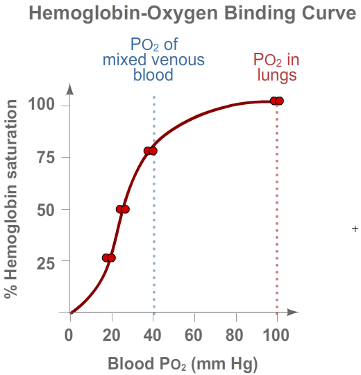 Hemoglobin Binding