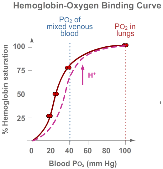 Hemoglobin Binding - pH