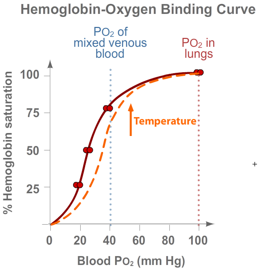 Hemoglobin Binding - Temperature