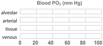 Blood PO2 behavior