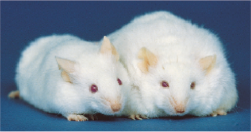 Parabiotic Mice Pairing