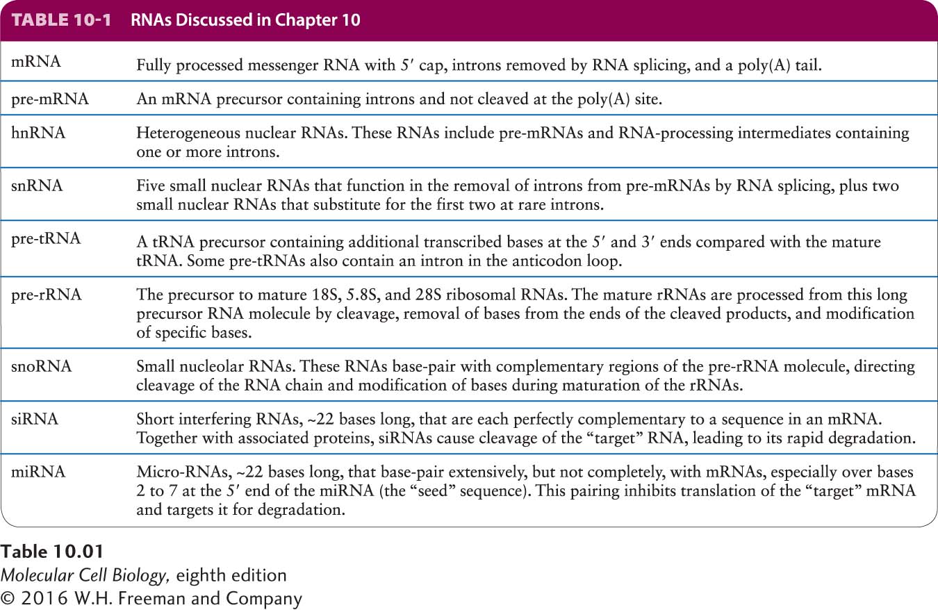 5 Pre-mRNA is transcribed from a gene. It is then processed through a