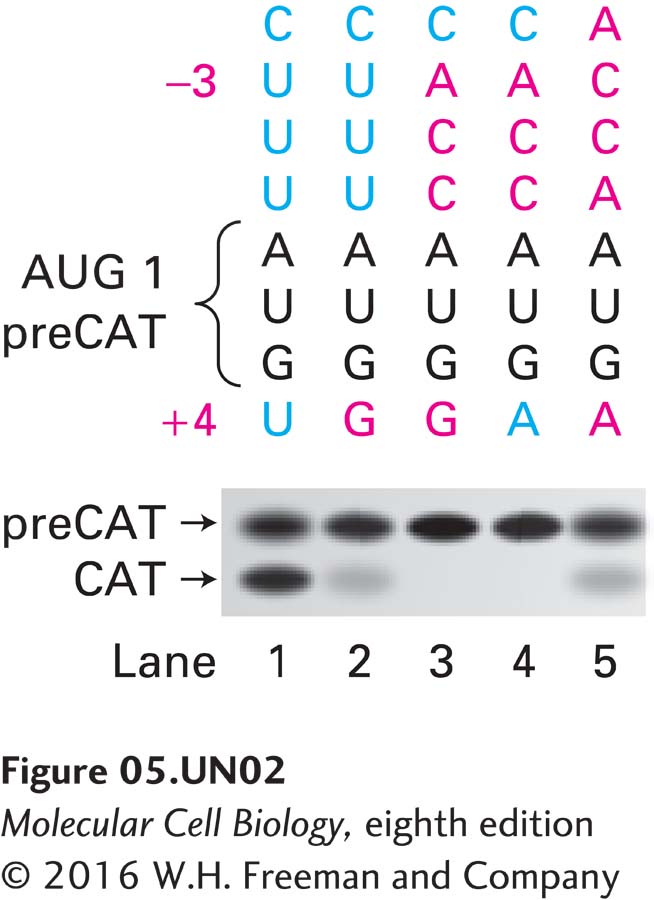 Sequence (red) surrounding the first AUG codon (black) of the mRNA that gives rise to the synthesis of preCAT is shown.