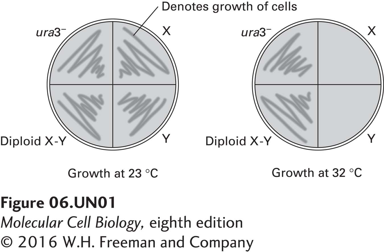 The parental (ura3−), X, Y, and diploid cells were allstreaked onto agar plates containing uracil and incubated at 23 °C or 32 °C