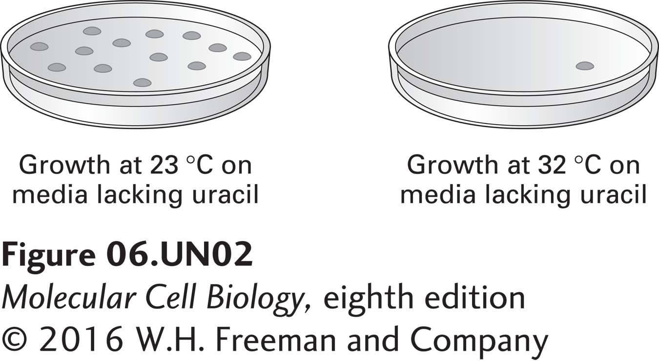 Wild-type yeast cDNA library, prepared in a plasmid that contains the wild-type URA3+ gene, was used to transform X cells, which were then cultured