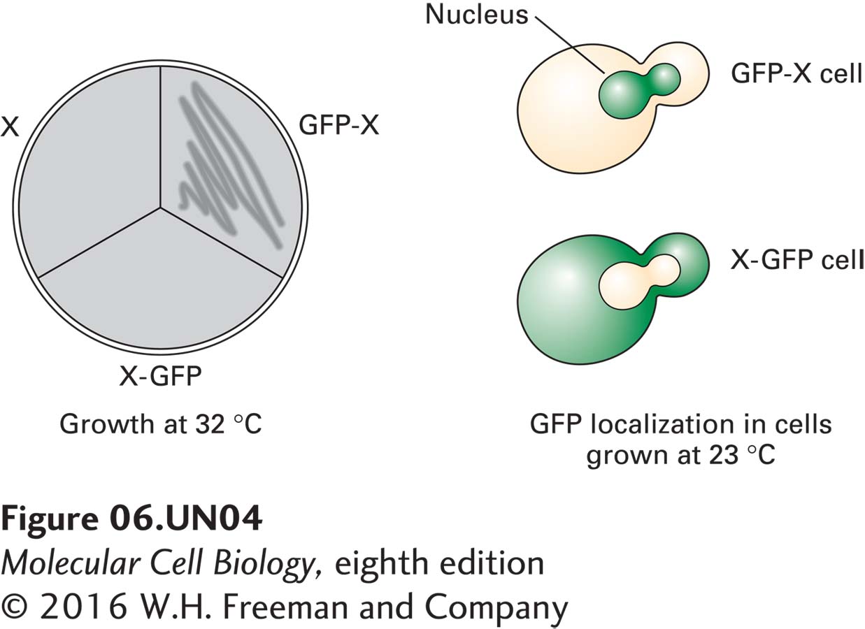 Constructs of the wild-type gene X were engineered to encode fusion proteins in which green fluorescent protein (GFP) is present at the N-terminus (GFP-X) or the C-terminus (X-GFP) of protein X. Both constructs, present on a URA3+ plasmid, were used to transform X cells grown in the absence of uracil. The transformants were then monitored for growth at 32 °C, as shown below at the left. At the right are typical fluorescent images of X-GFP and GFP-X cells grown at 23 °C, in which green denotes the presence of green fluorescent protein. What is a reasonable explanation for the growth of GFP-X but not X-GFP cells at 32 °C?