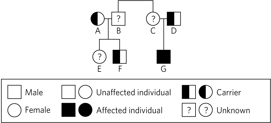 Individual A is a carrier female. She is married to individual B, a male of unknown status. They have two children: E is a female of unknown status and F is a carrier male. Individual C, sister to individual B, is a female of unknown status. She is married to D, a carrier male. Their son, G, is an affected male. 