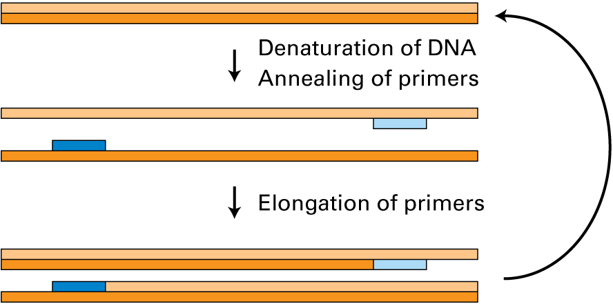 Diagram of one PCR cycle, showing the three steps: denaturation of DNA, annealing of primers, and elongation of primers.