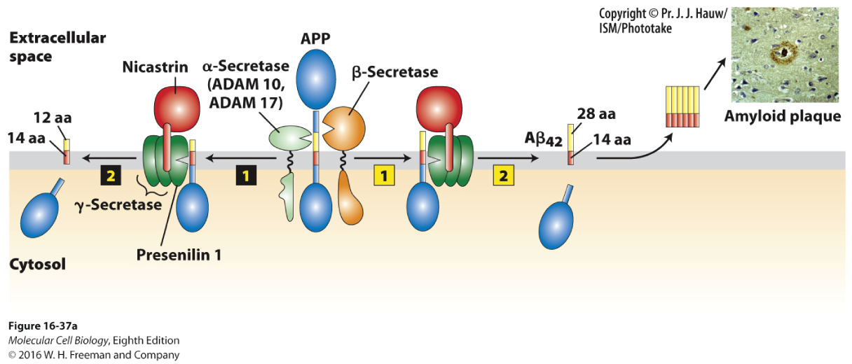 Figure 16-37a. (left) Sequential proteolytic cleavage by α-secretase (ADAM 10 or ADAM 17) (step 1) and γ-secretase (step 2) produces an innocuous membrane-embedded peptide of 26 amino acids. (right) Cleavage in the extracellular domain by β-secretase (step 1) followed by cleavage within the membrane by γ-secretase (step 2) generates the 42-amino-acid Aβ42 peptide, which spontaneously forms oligomers, and then the large amyloid plaques found in the brains of patients with Alzheimer’s disease (inset). In both pathways, the cytosolic segment of APP is released into the cytosol, but its function is not known.