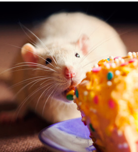 A rat eating a cake.
