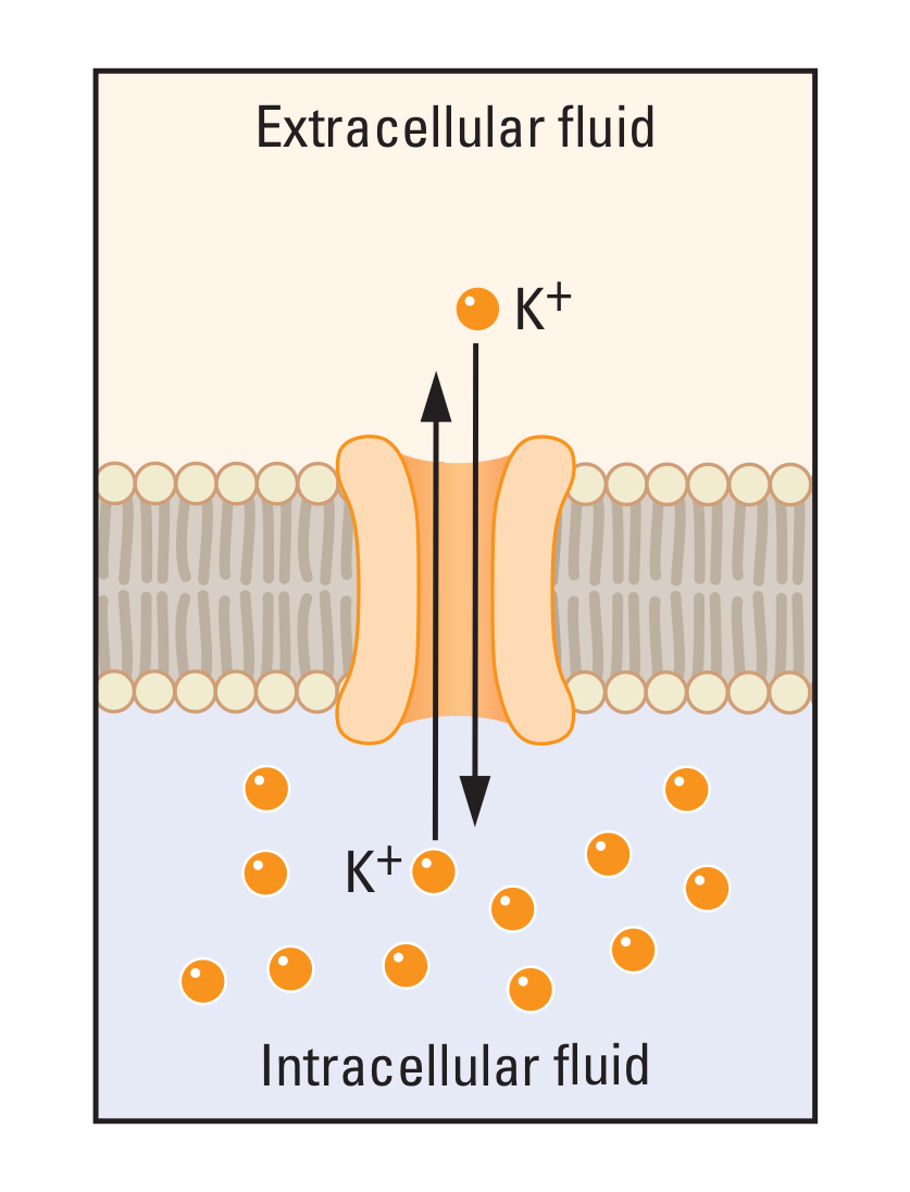 The cell membrane with a potassium channel which lets free transport of potassium ions inside and outside the cell. Concentration of potassium ions in the intracellular fluid is high, while its concentration in the extracellular fluid is low.