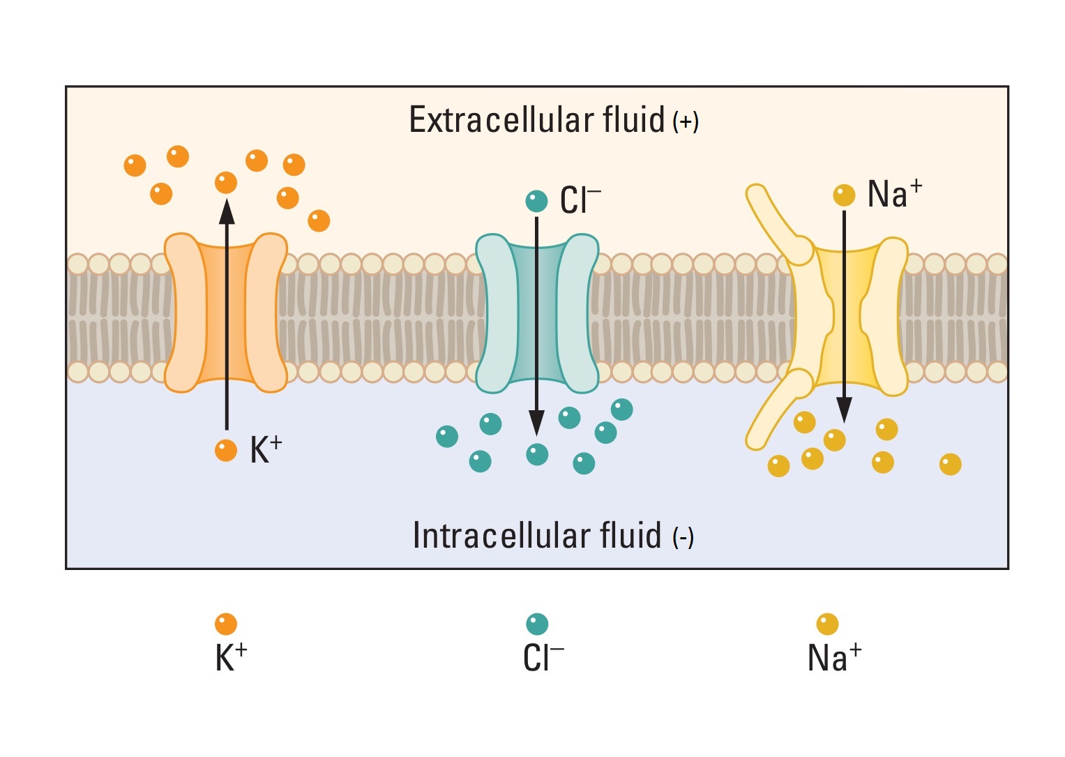 The cell membrane with various types of ion channels. The first channel lets potassium ions move outside from the cell. The second lets chloride ions move inside the cell. The third lets sodium ions move inside the cell.