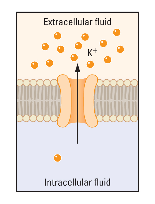 The cell membrane with a channel which lets potassium ions move outside the cell. Therefore, concentration of potassium ions in the extracellular fluid is high, while its concentration in the intracellular fluid is low.