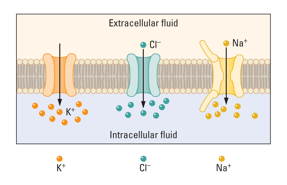 The cell membrane with various types of ion channels. Potassium channel lets potassium ions move inside the cell. Equally, chloride and sodium channels let the corresponding ions move inside the cell.