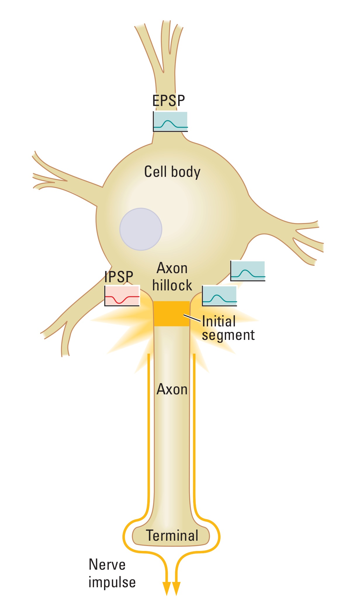 A neuron with 3 excitatory and 1 inhibitory inputs on its dendrites and soma. The first excitatory input is located near the dendrite on the opposite side from the axon. The second excitatory input is near the axon hillock. The third excitatory input is near the axon hillock too, closelyto the second one. An inhibitory input is near the axon hillock, from the other side of the axon stem then two excitatory inputs.