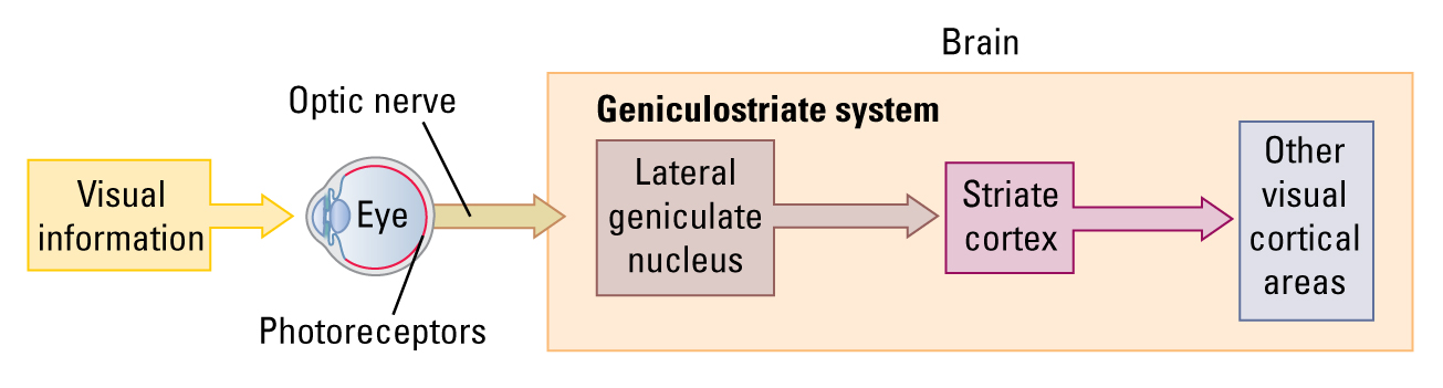 A scheme of geniculostriate pathway.Visual information activate photoreceptors of the eye, which pass the signal to the retinal ganglion cells. Then the signal goes to the lateral geniculate nucleus, follows to the striate cortex and after that - to other visual cortical areas.