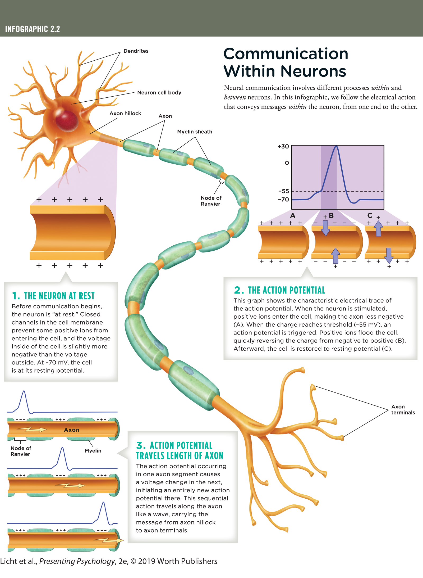 An infographic titled, Communication Within Neurons. You can read full description from the link below