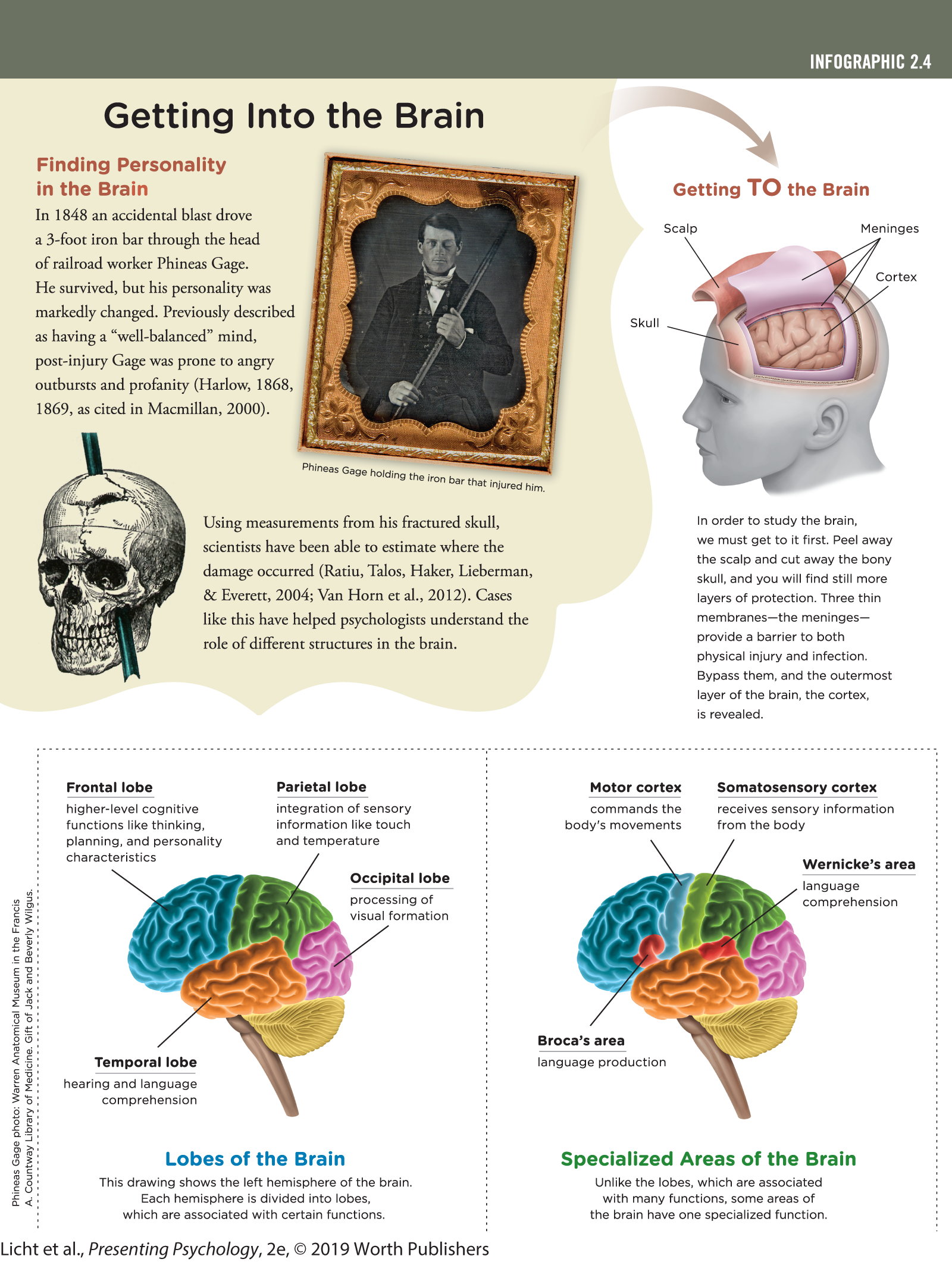 An infographic with four sections titled, Getting into the Brain, shows the cross-section of the brain, explaining the function of each part. You can read full description from the link below