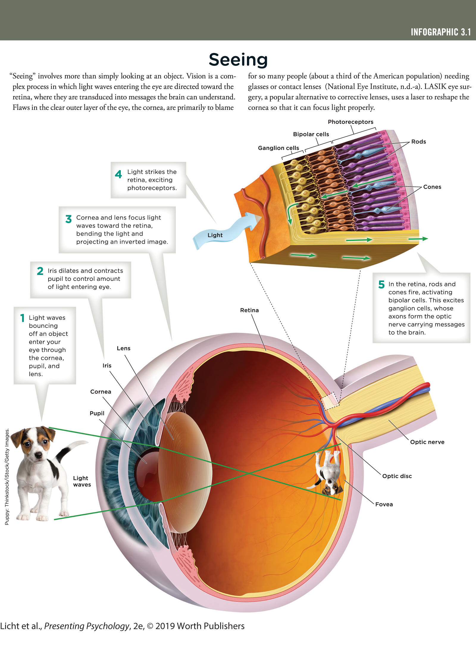 An infographic titled Seeing illustrates the process of vision in a human body. You can read full description from the link below