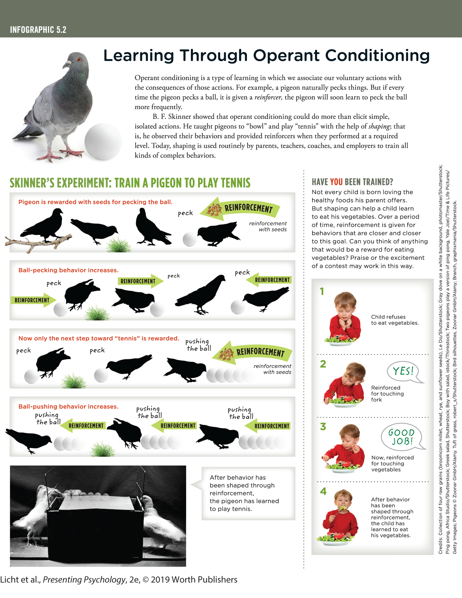 An infographic titled, Learning through Operant Conditioning explains the role of reinforcement in the process of training a pigeon to play tennis. You can read full description from the link below