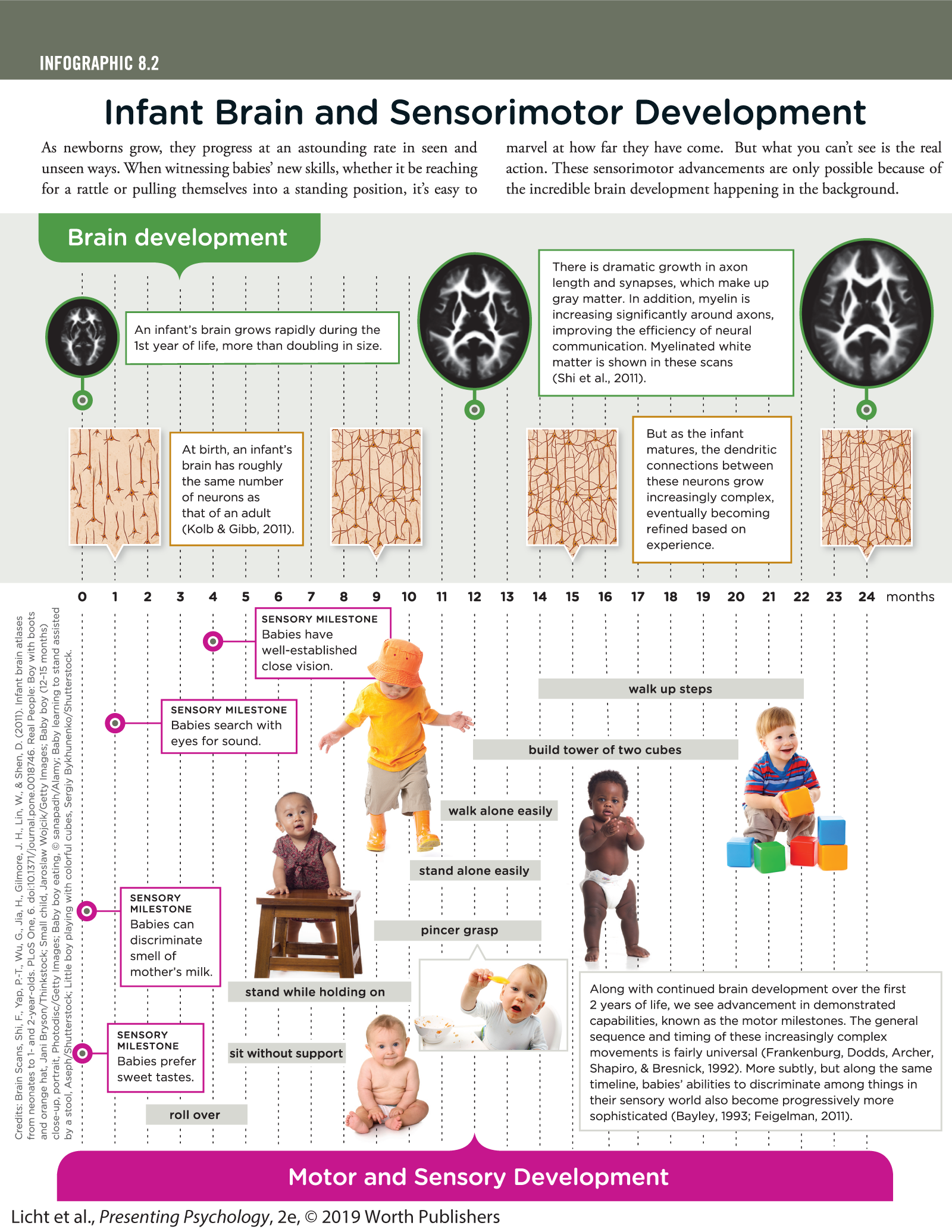 An infographic titled Infant Brain and Sensorimotor Development explains developmental changes in a baby along with a timeline of 24 months. You can read full description from the link below