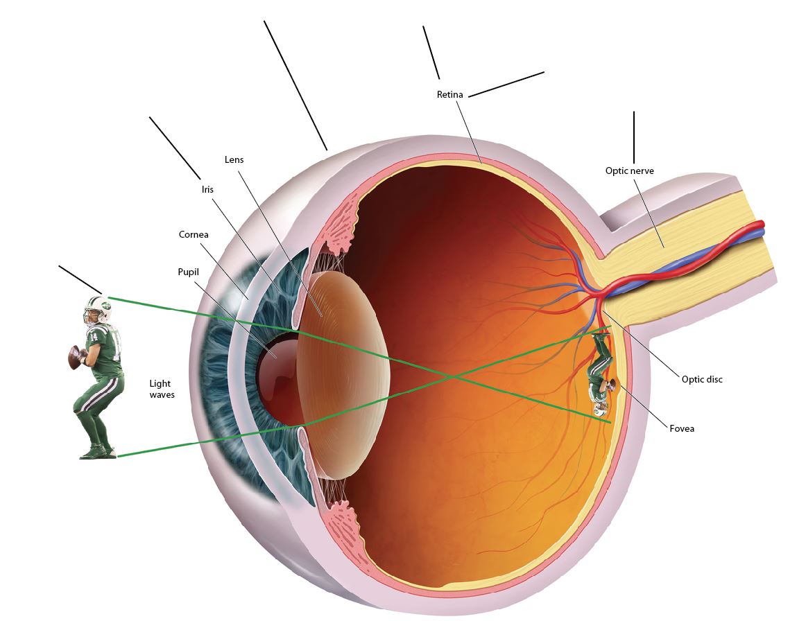 Diagram of a human eye.